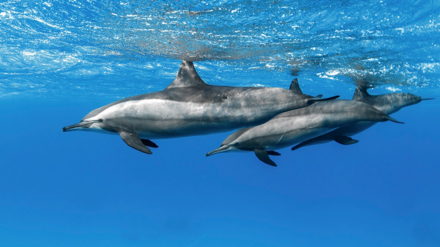 Three dolphins swim gracefully beneath the clear blue water, showcasing their streamlined bodies and playful nature.