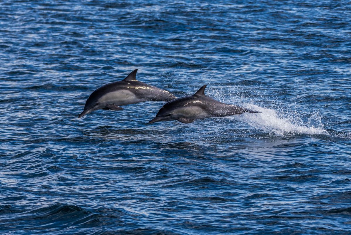 Dolphins jumping out of the water as they swim together.