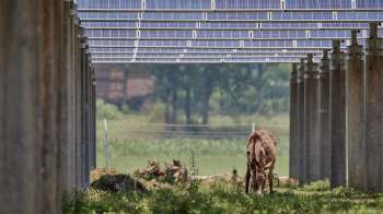 A donkey grazes under solar panels supported by concrete columns in a rural setting.
