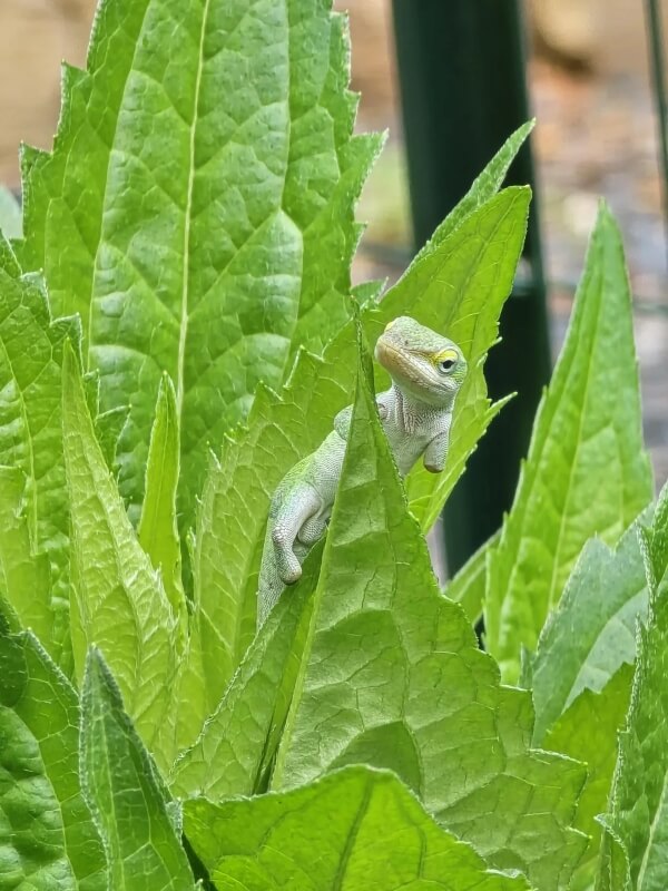 A lizard missing feet on two legs pokes its head around the top of a leaf.