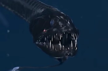 A deep-sea dragonfish with a large, sharp-toothed mouth and bioluminescent features against a dark background.