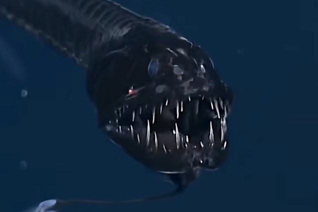 A deep-sea dragonfish with a large, sharp-toothed mouth and bioluminescent features against a dark background.