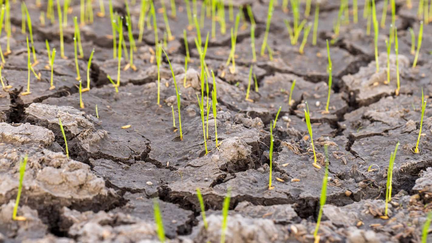 Green grass shoots emerging from cracked, dry soil.
