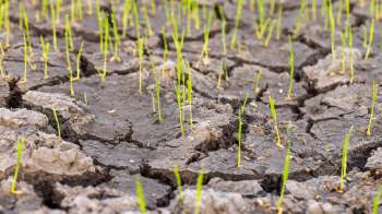 Green grass shoots emerging from cracked, dry soil.