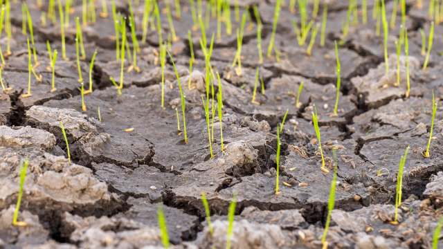 Green grass shoots emerging from cracked, dry soil.