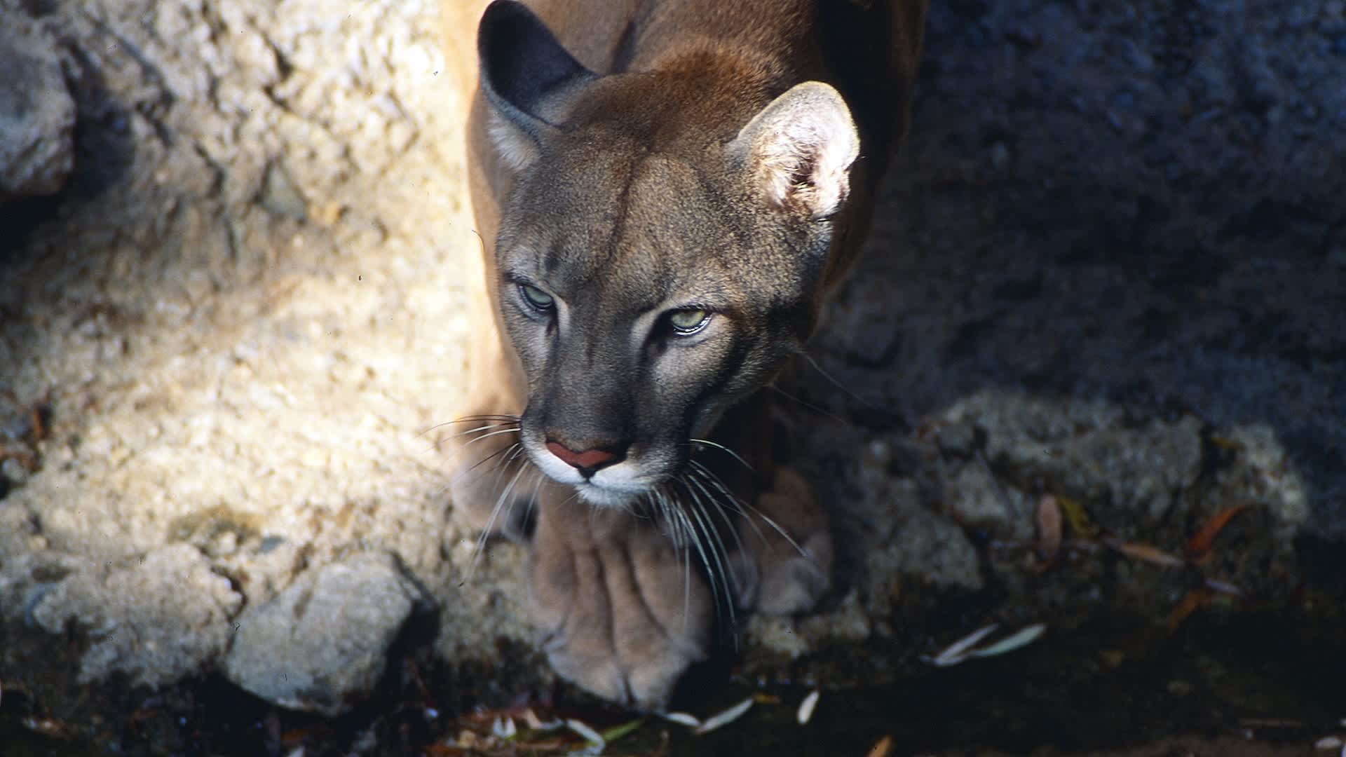 Historic drought is crushing Southwest wildlife, and cougars are paying the highest price