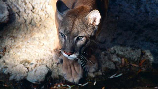 A cougar prowling on sand.
