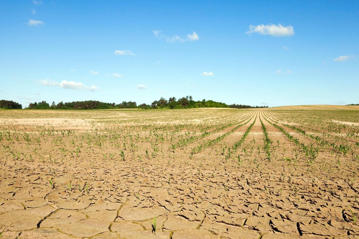 A field going through drought.