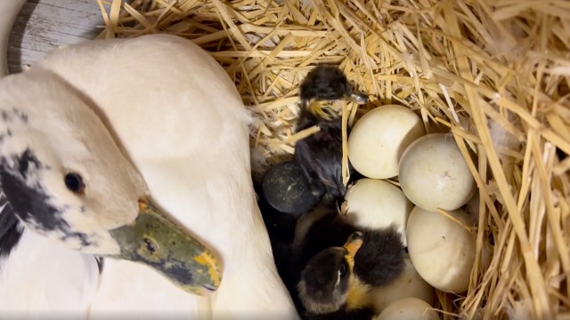 A duck nestled among hatching chicks and eggs in a straw-filled nest.