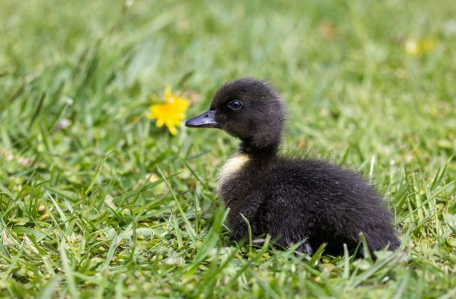A duckling on grass.