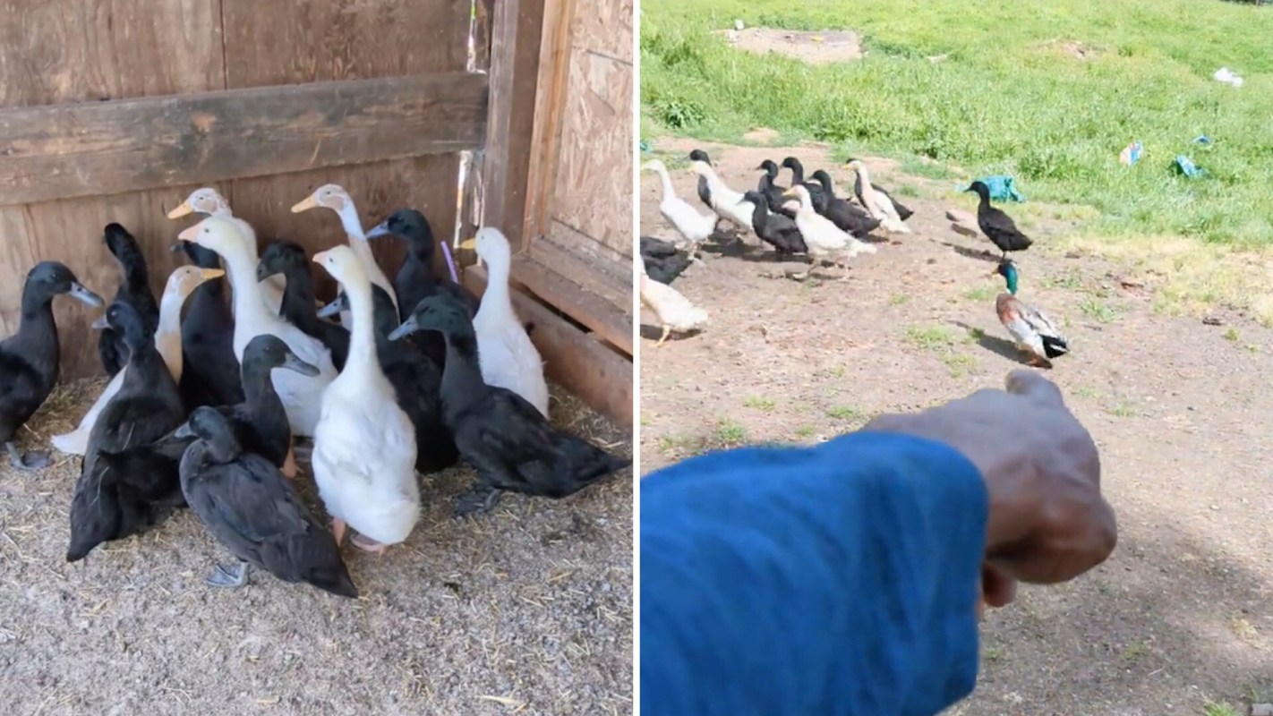 A group of black and white ducks gathers in a pen while another duck walks outside on grassy terrain.