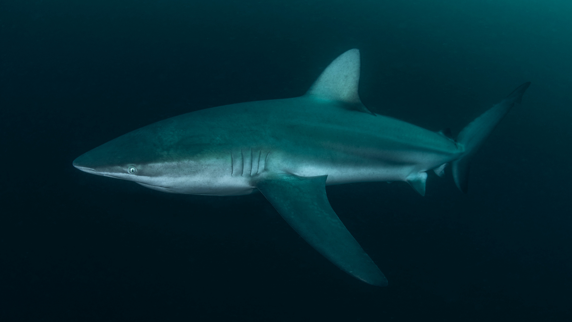 Great whites now have company off Cape Cod as researchers track return of dusky sharks