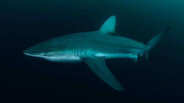A dusky shark.