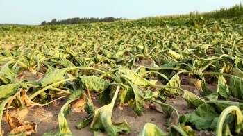 A field of wilted leafy greens with brown edges under a clear sky.