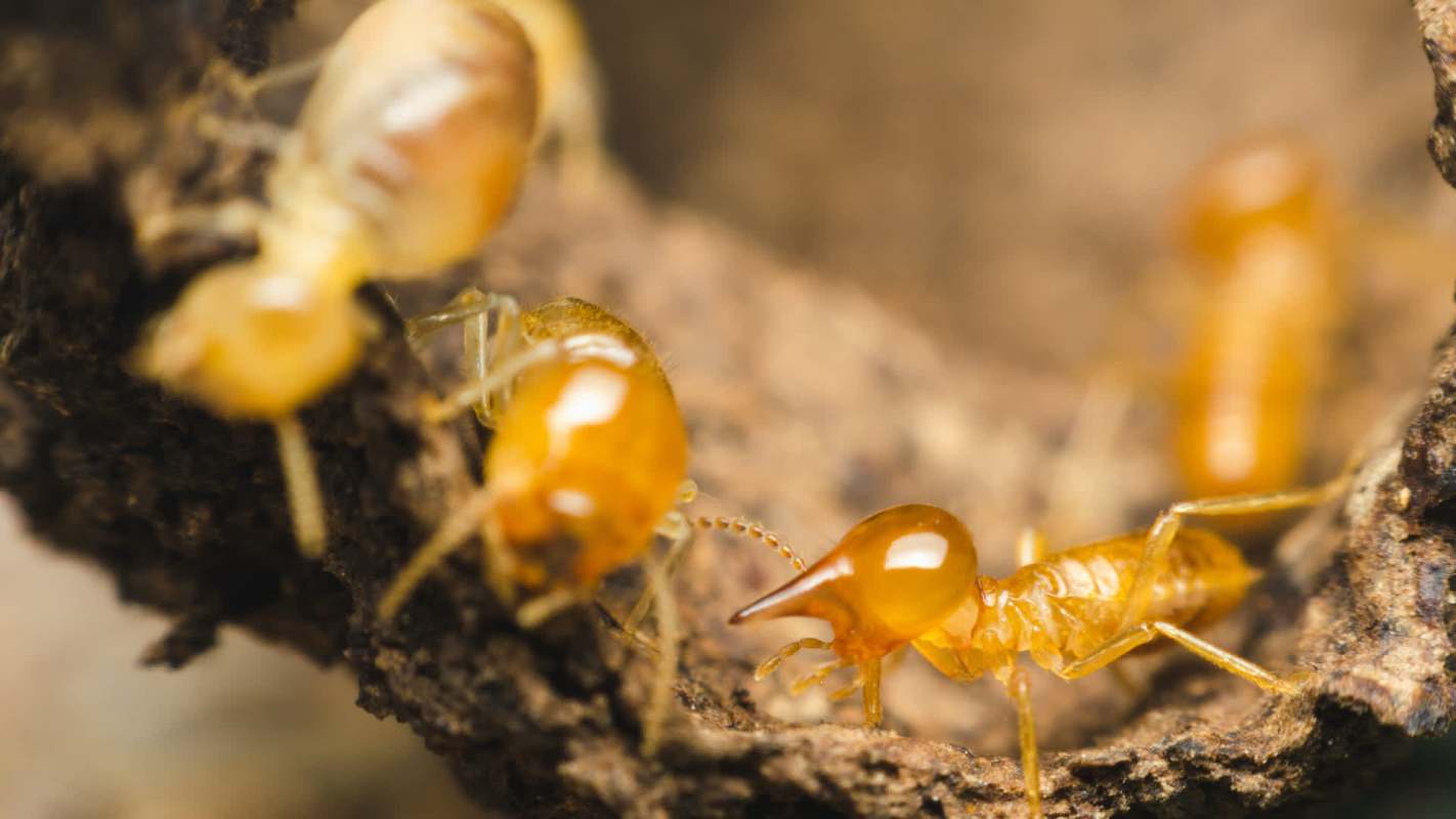 Close-up of yellowish-brown termites on a textured piece of wood.