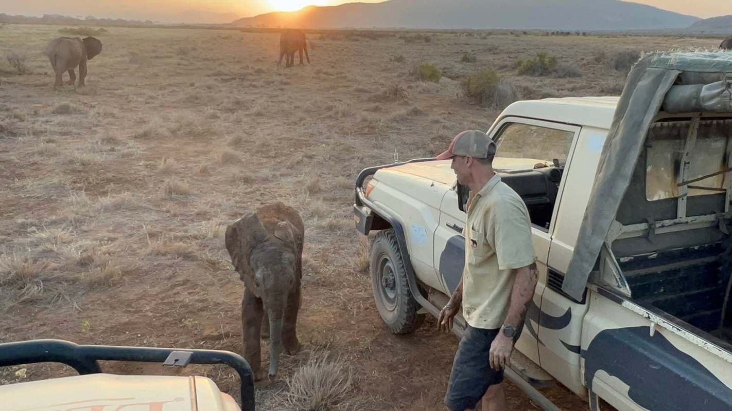 A person stands near a baby elephant with two elephants in the background and the sun sets over a wildlife landscape.