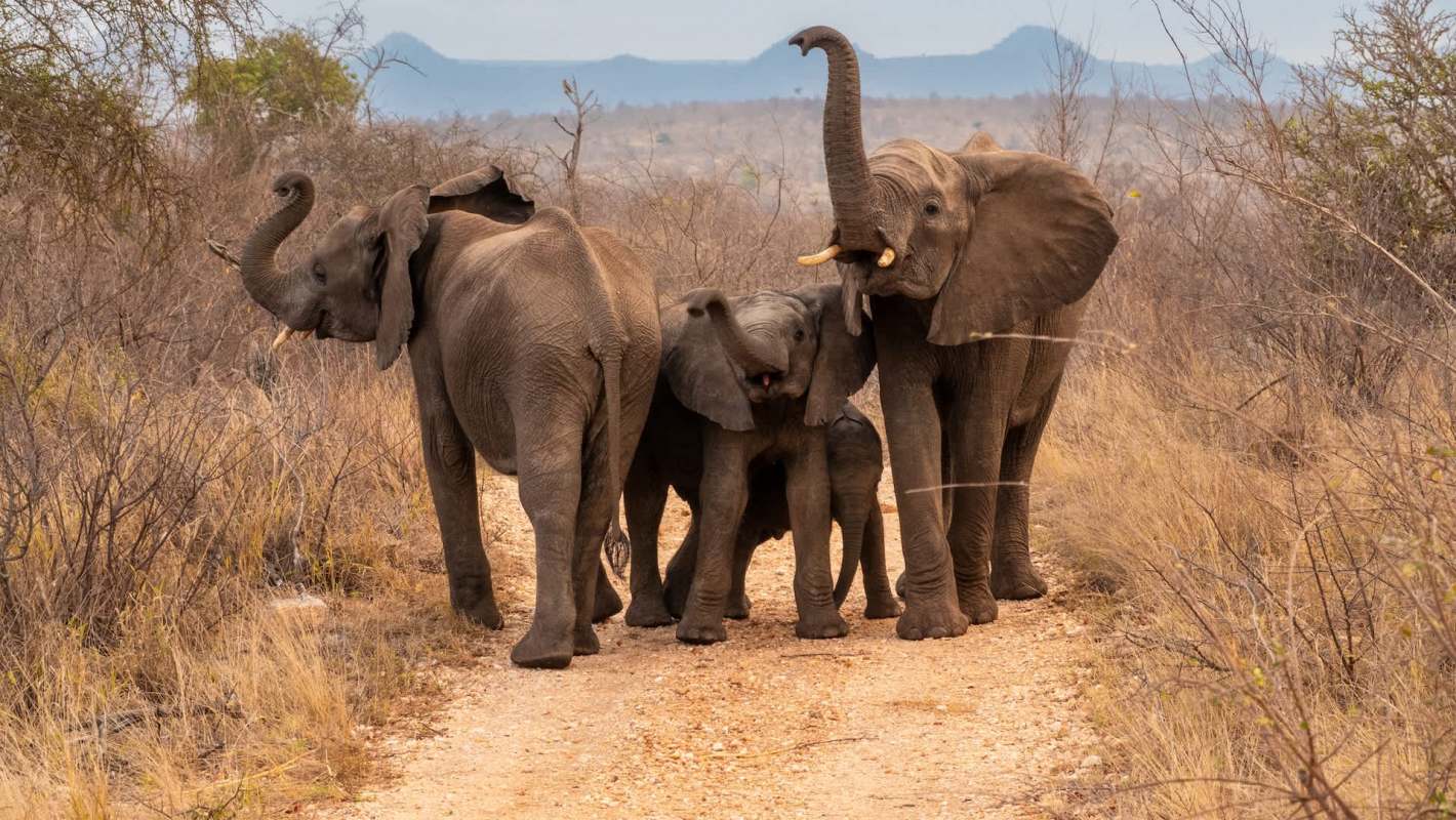 A family of elephants, including a calf, stands on a dirt path surrounded by dry grass and vegetation.
