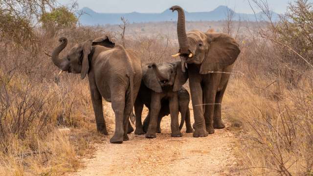 A family of elephants, including a calf, stands on a dirt path surrounded by dry grass and vegetation.