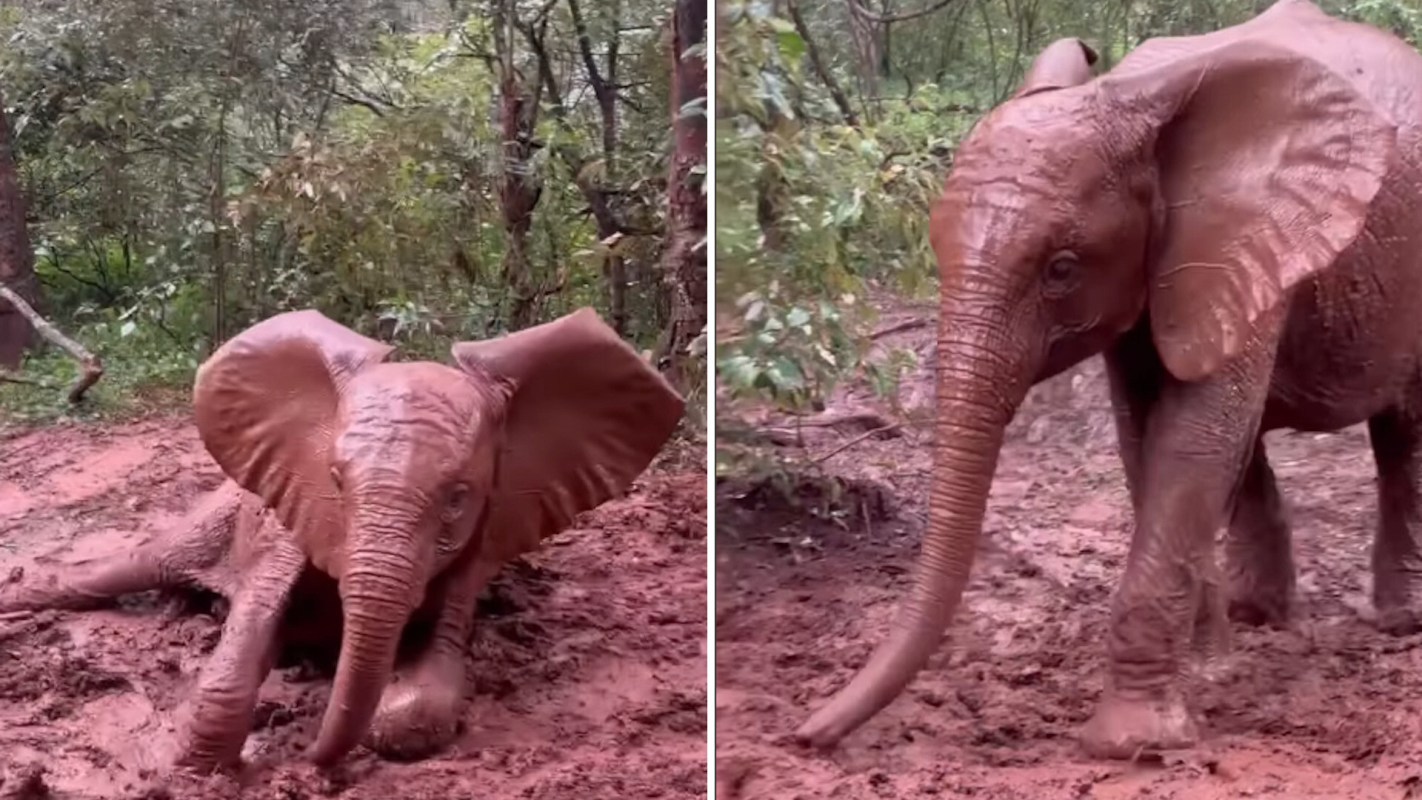 An elephant covered in red mud plays in a forested area.