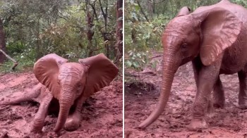 An elephant covered in red mud plays in a forested area.
