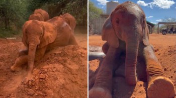Two elephants playfully interact in a red dirt area, one rolling in the mud while another stands nearby.