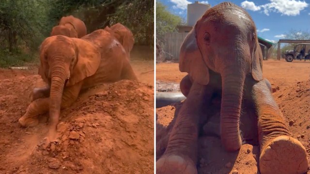 Two elephants playfully interact in a red dirt area, one rolling in the mud while another stands nearby.