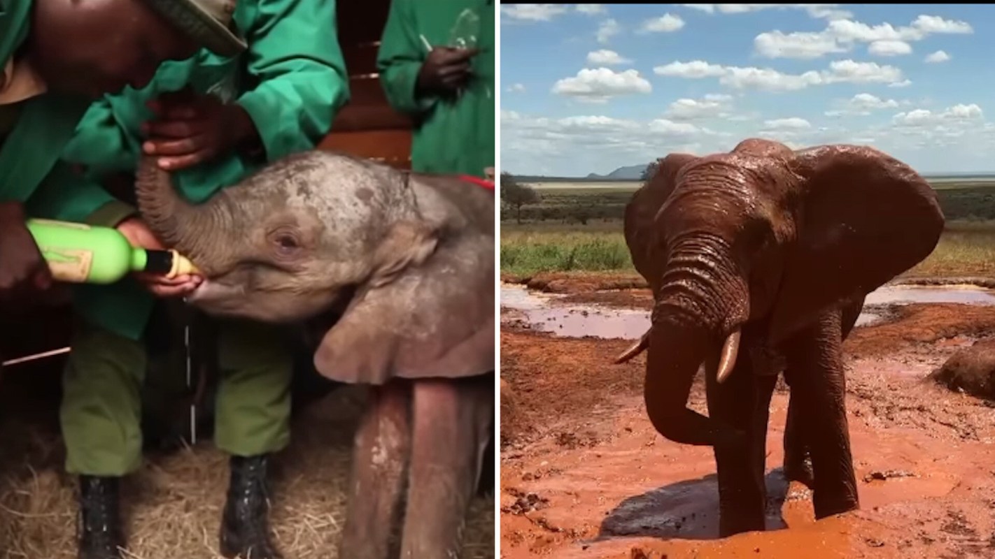 A caretaker feeds a baby elephant while another elephant plays in a muddy waterhole outdoors.
