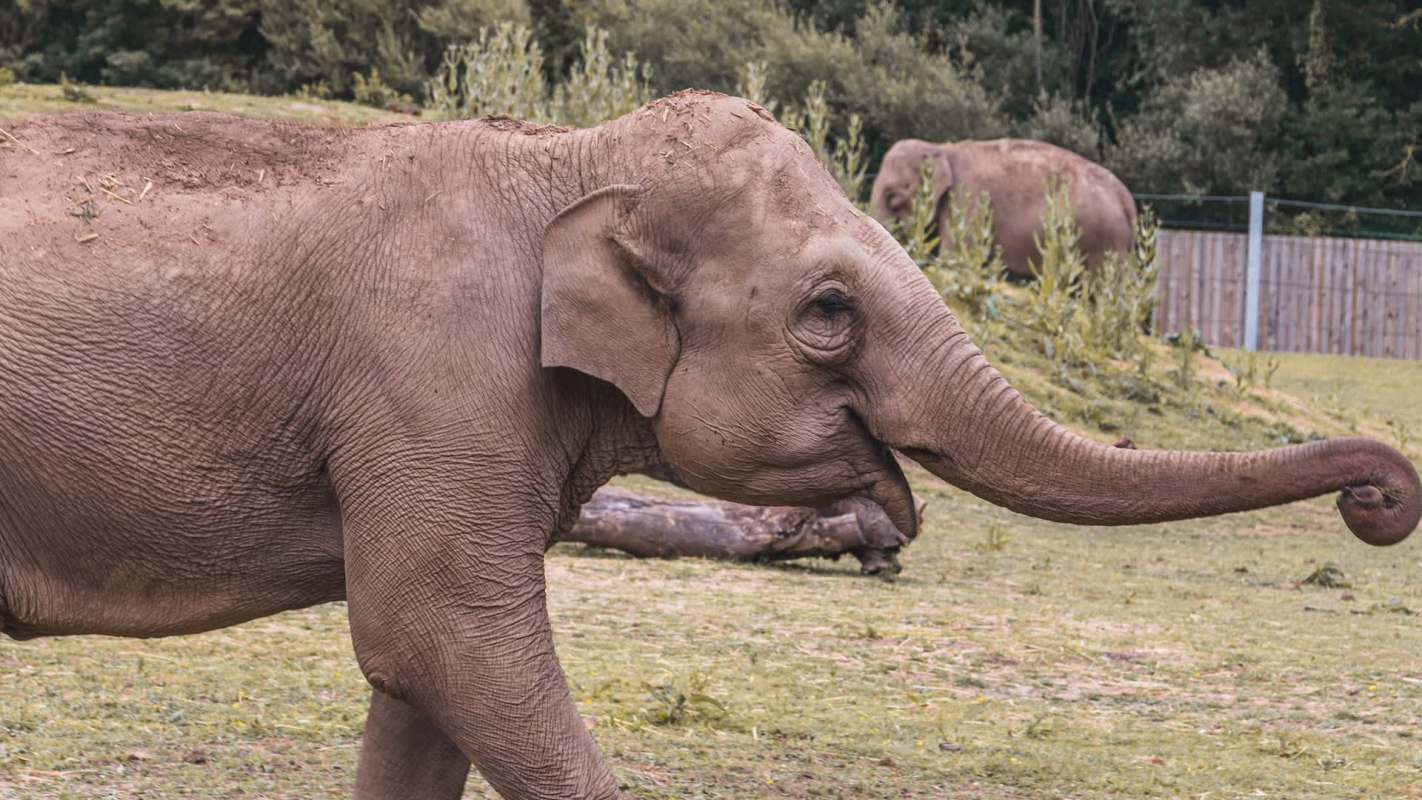An elephant walking across a grassy area with another elephant in the background.