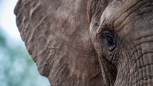 African elephants may raid farms for crops to use as medicine, study suggests