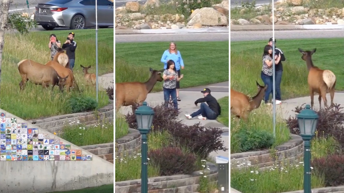 A mother elk confronts tourists who are too close to her and her offspring.