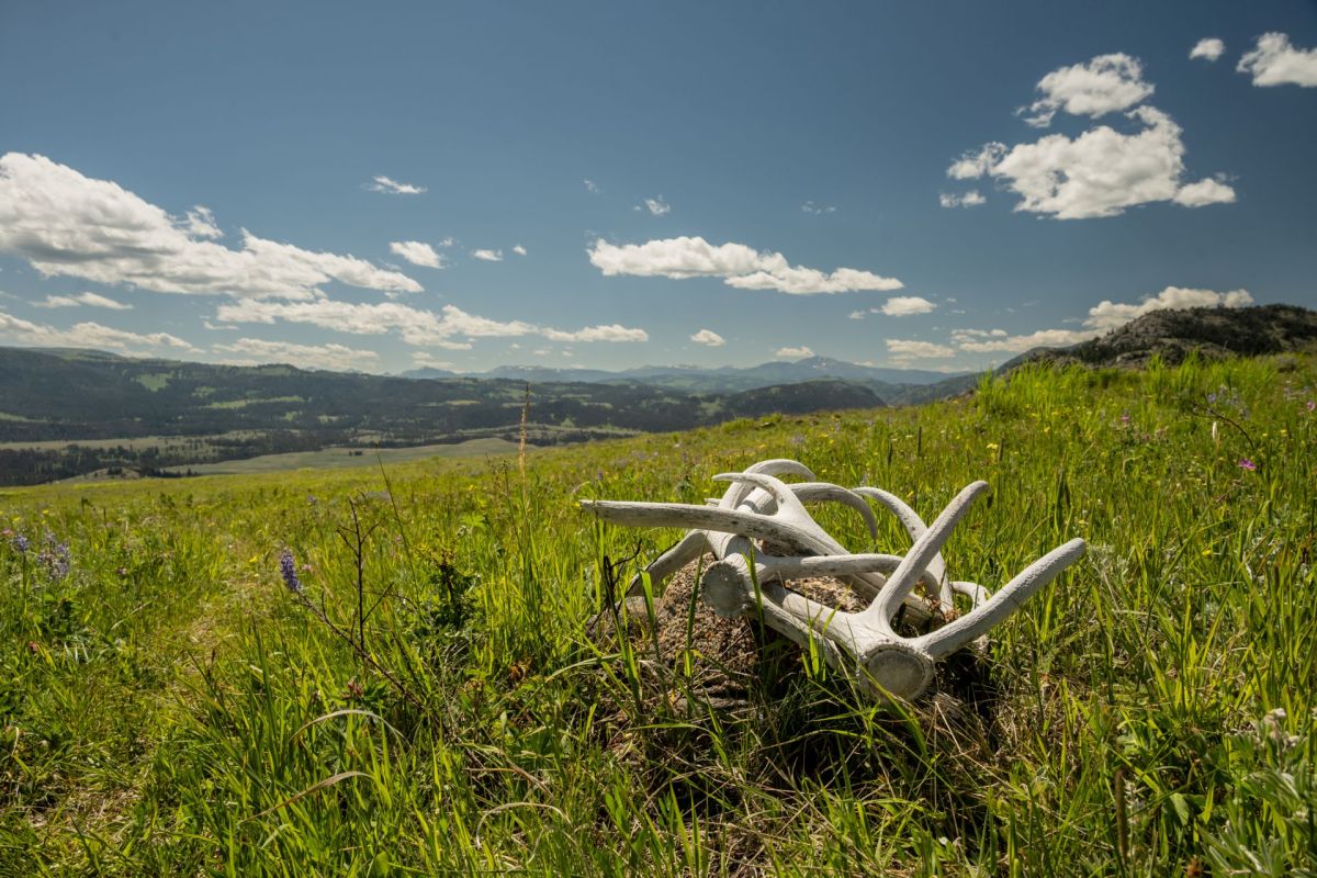A white deer antler rests on green grass with a vast mountainous landscape under a clear blue sky.