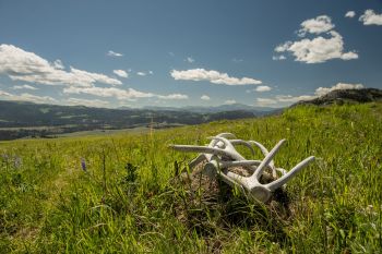 A white deer antler rests on green grass with a vast mountainous landscape under a clear blue sky.
