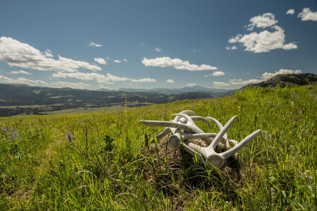 A white deer antler rests on green grass with a vast mountainous landscape under a clear blue sky.