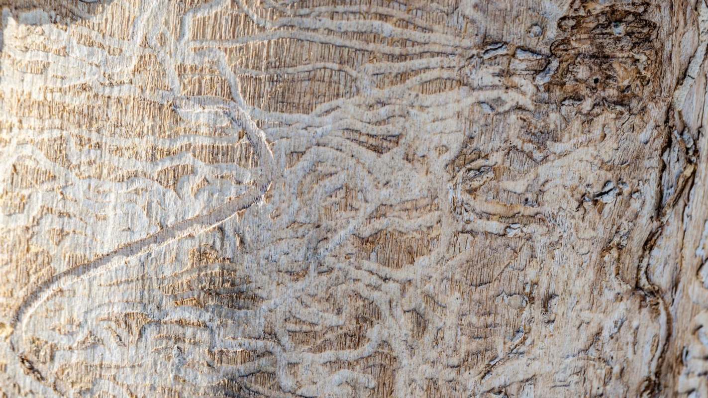 Bark with intricate patterns from insect tunneling.