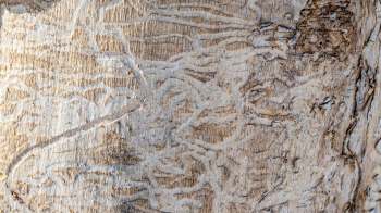 Bark with intricate patterns from insect tunneling.