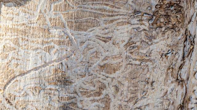 Bark with intricate patterns from insect tunneling.