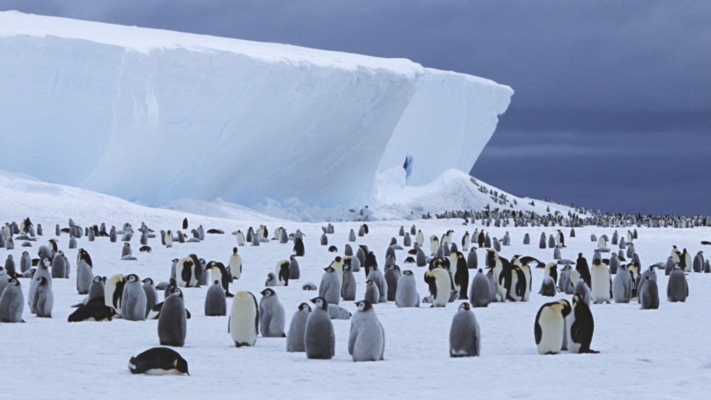 A colony of emperor penguins on snow with icebergs in the background.