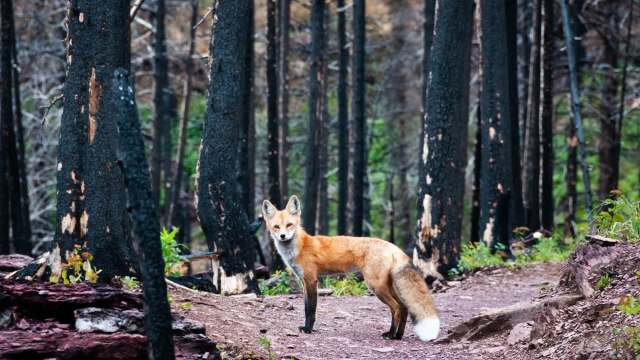 A red fox stands on a forest path surrounded by charred trees and new green growth after a wildfire.