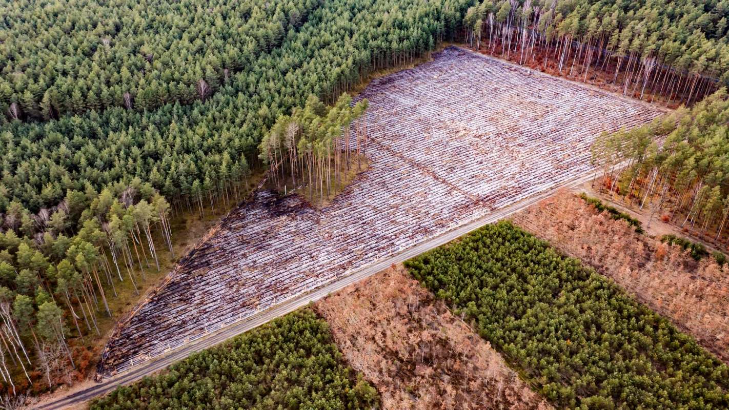 An aerial view of a divided forest with a cleared area of logs, surrounded by untouched green trees.