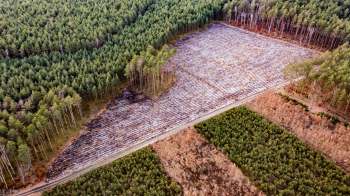 An aerial view of a divided forest with a cleared area of logs, surrounded by untouched green trees.