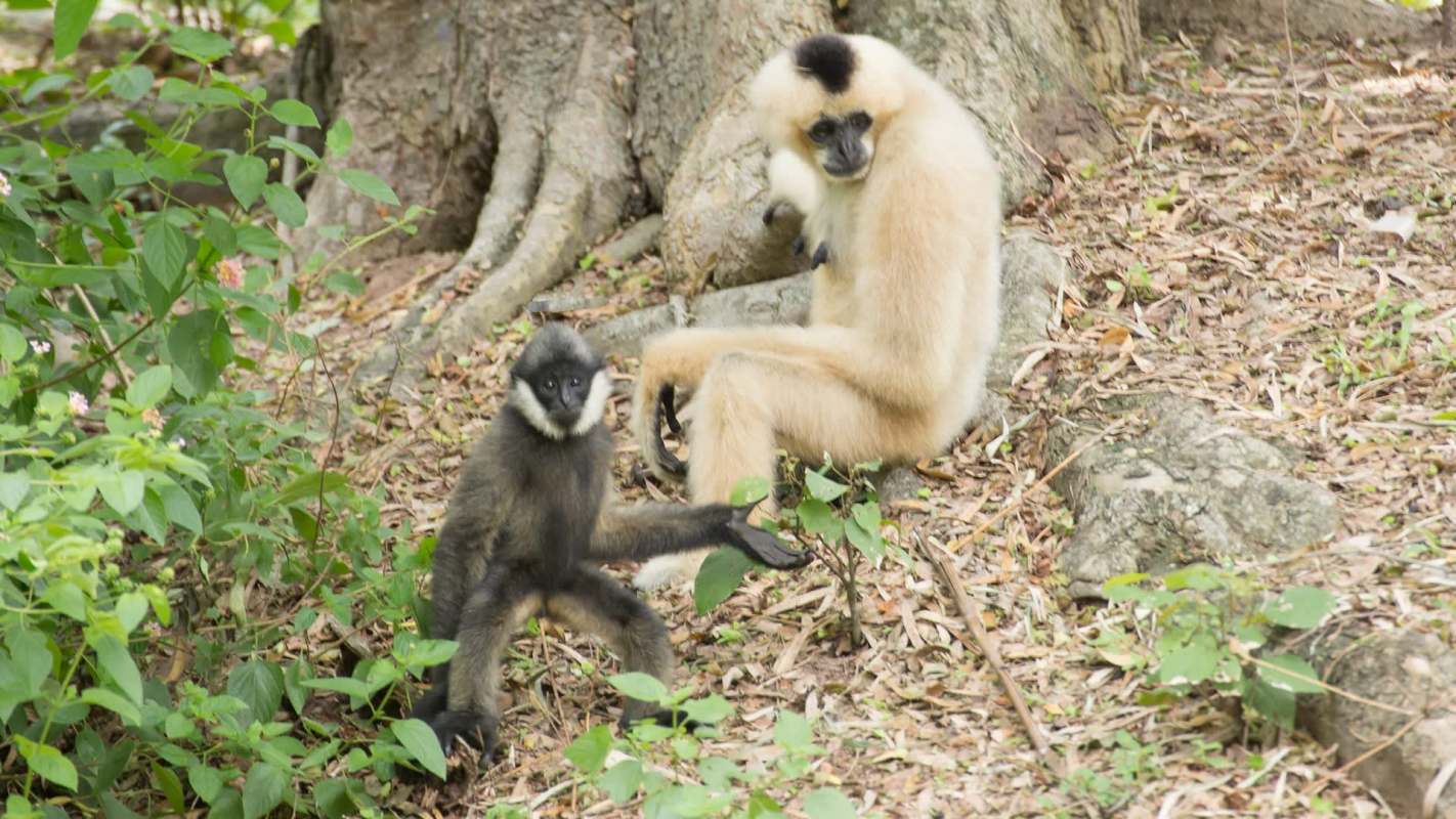 A young gibbon playfully poses beside a seated adult gibbon in a lush green setting.