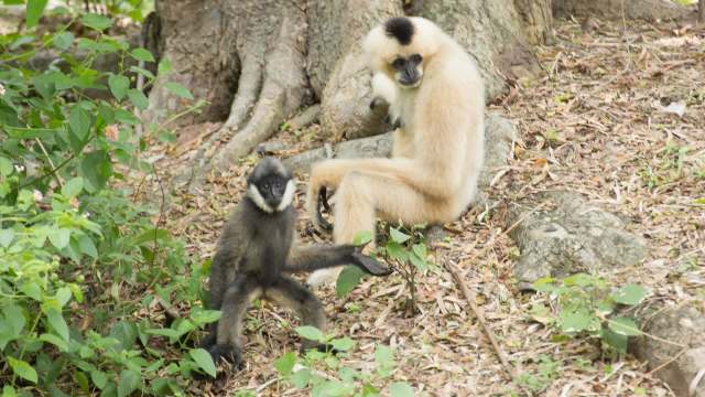A young gibbon playfully poses beside a seated adult gibbon in a lush green setting.