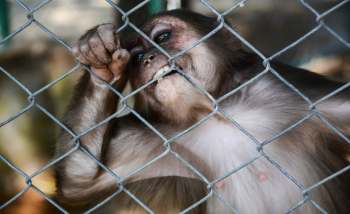 A close-up of a monkey peering through a wire fence, showing curiosity and an expressive face.