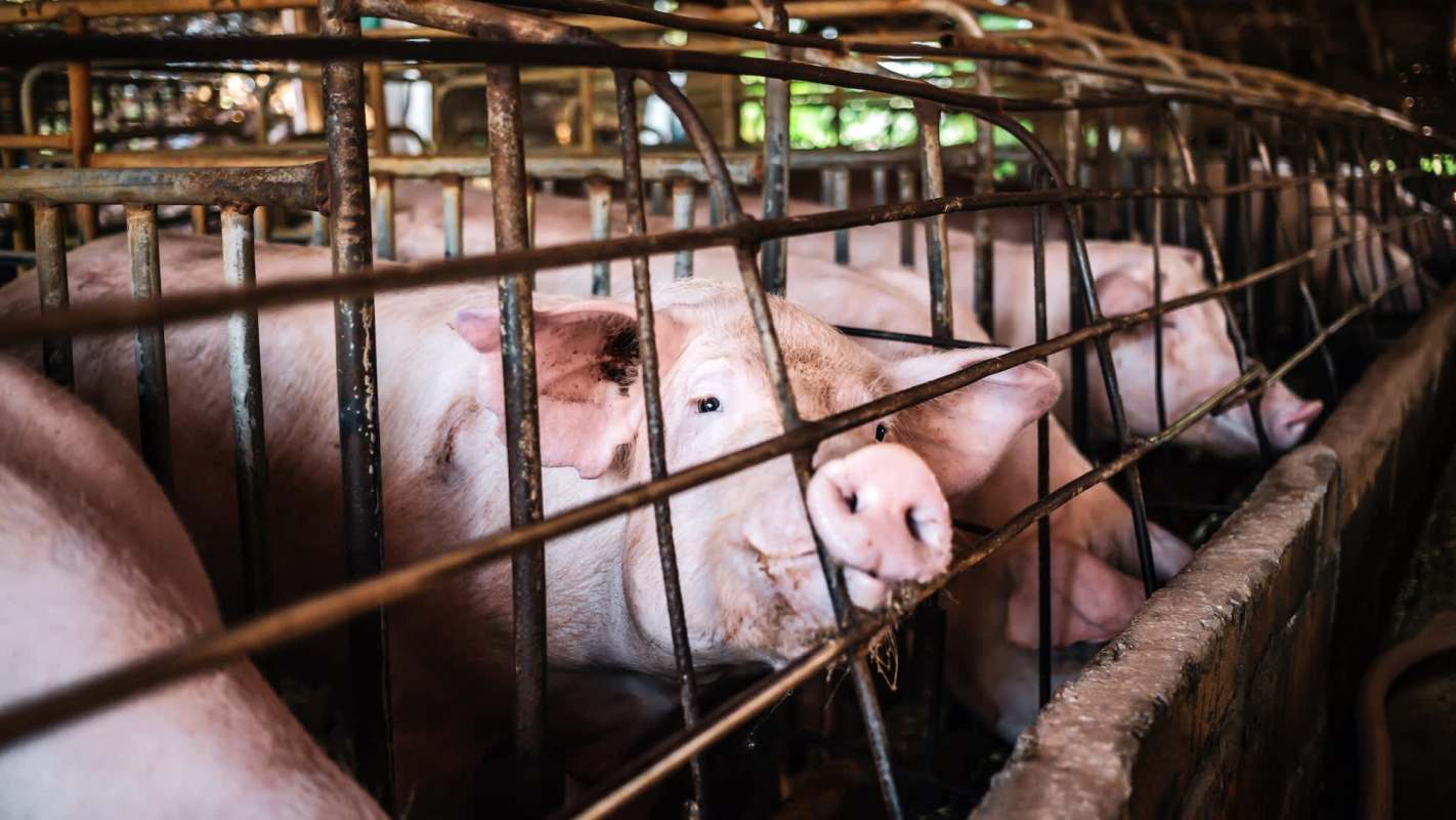 Pigs confined in a metal pen inside a barn, with some looking through the bars.