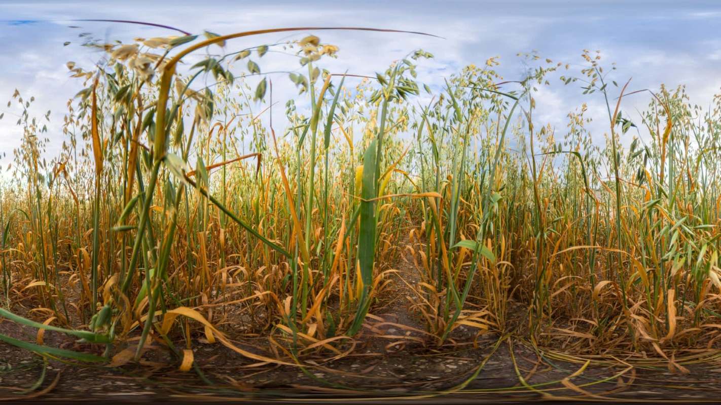 A field of tall, golden oats under a cloudy sky, with some plants showing signs of dryness.