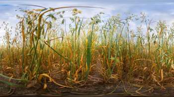 A field of tall, golden oats under a cloudy sky, with some plants showing signs of dryness.