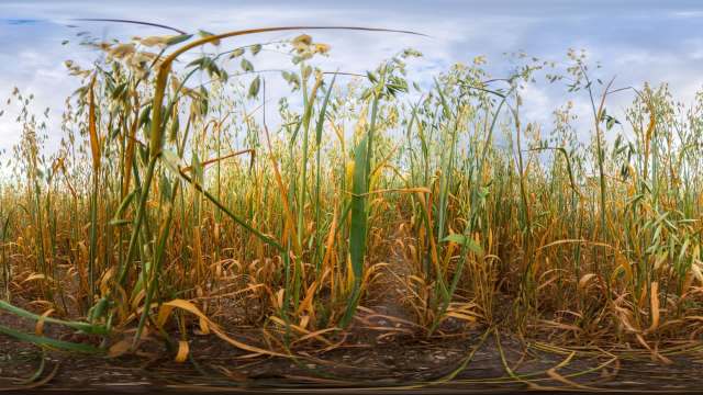 A field of tall, golden oats under a cloudy sky, with some plants showing signs of dryness.