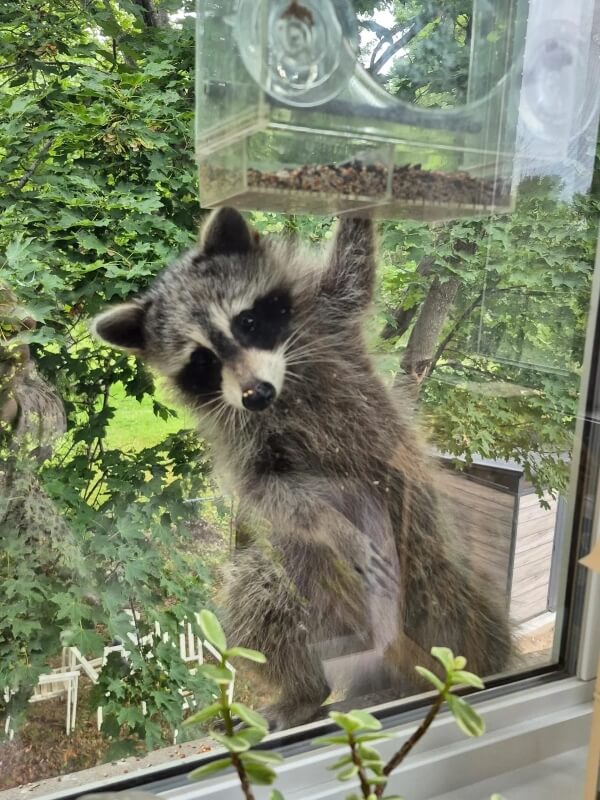 A raccoon on a window ledge looking at the camera while having one paw on a birdfeeder attached to a window.