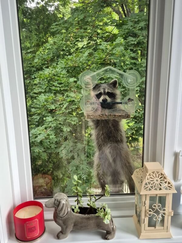 A raccoon perched on a window ledge while attempting to get to a birdfeeder stuck on the window.