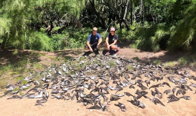 Two people crouch beside a large number of wedged-tailed shearwater birds on a sandy ground, surrounded by green vegetation.